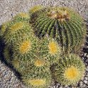 More Cacti